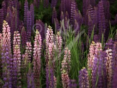 Lupins